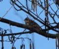 Emberiza rustica